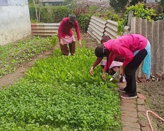 school nutrition garden
